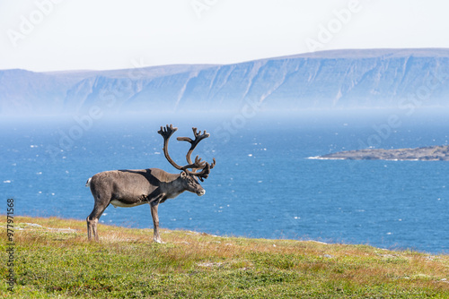 Big deer with horns near sea shore in Norway near North cape