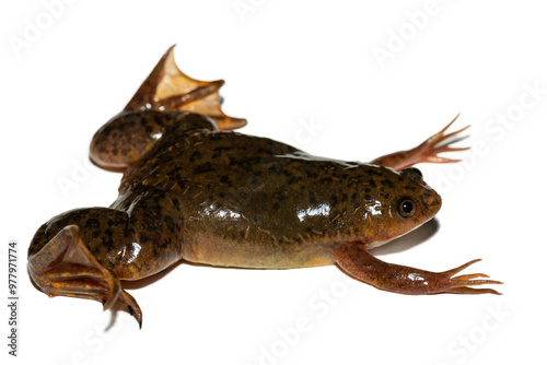A cute Common Platanna, also known as the African Clawed Frog (Xenopus laevis) against a white background