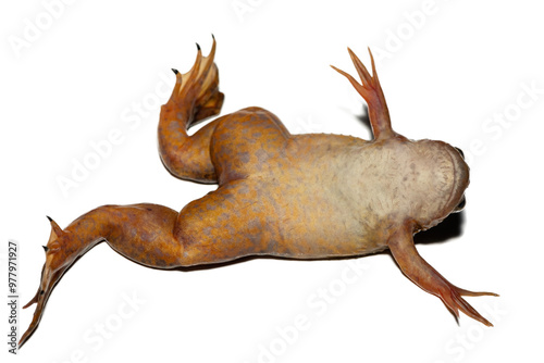 The underside of a Common Platanna, also known as the African Clawed Frog (Xenopus laevis) against a white background