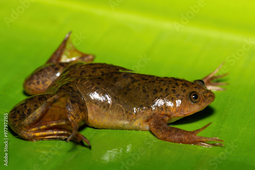 A cute Common Platanna, also known as the African Clawed Frog (Xenopus laevis) on a large green leaf photo