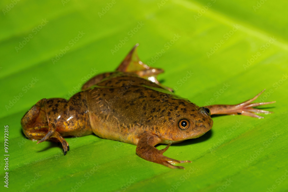 Obraz premium A cute Common Platanna, also known as the African Clawed Frog (Xenopus laevis) on a large green leaf