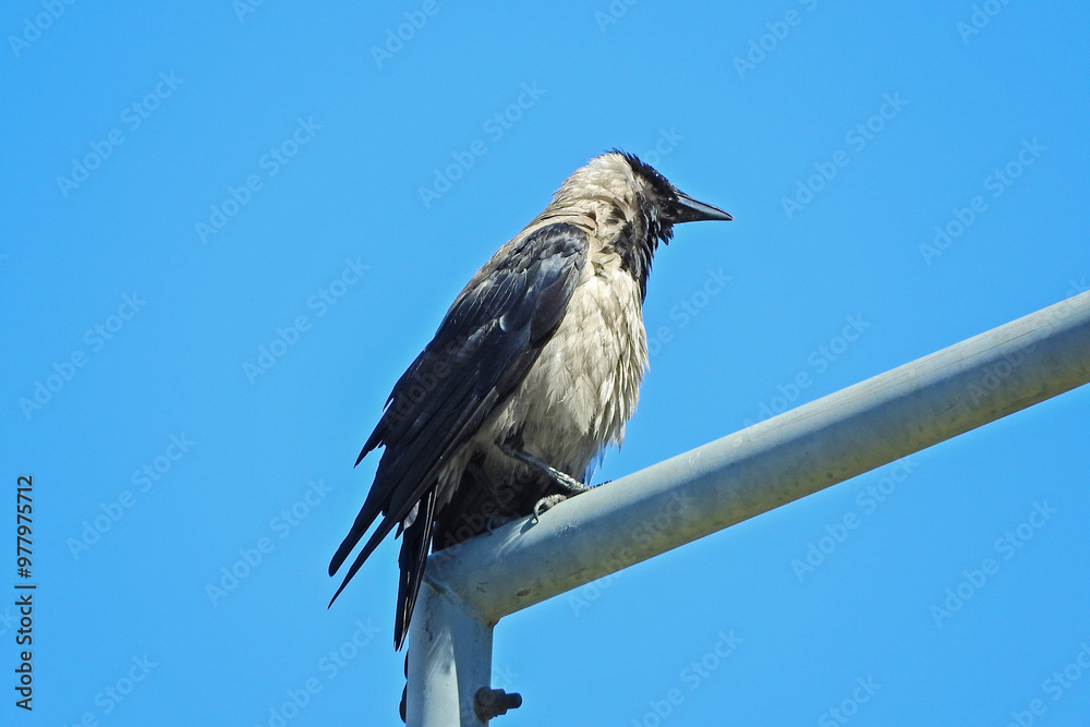 Fototapeta premium wild crow bird photo in nature