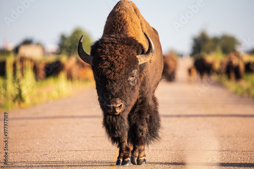 Canvas Print Majestic Buffalo - A huge North American Bison walking towards the camera, away