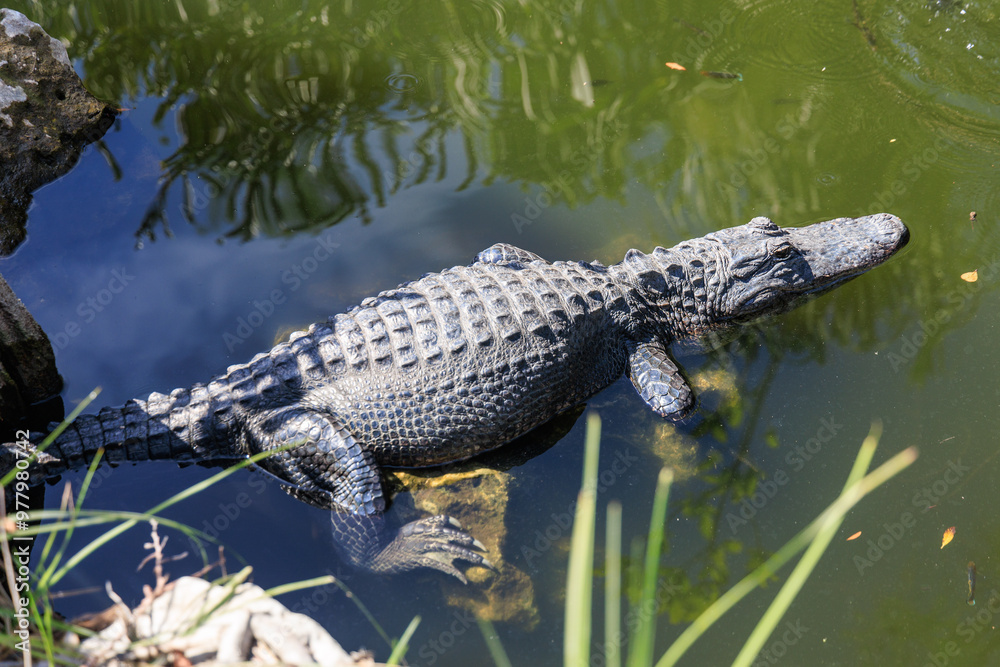 Huge American Alligator in a Southern-Florida swamp Huge American Alligator in a Southern-Florida swamp
