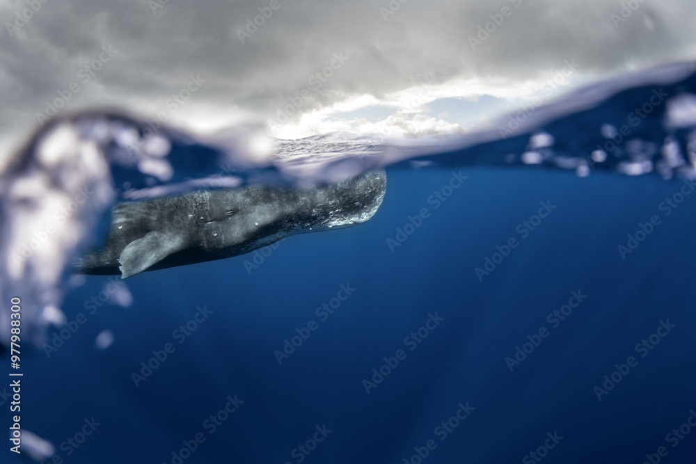 Obraz premium Sperm whale near the surface. The biggest toothed predator.