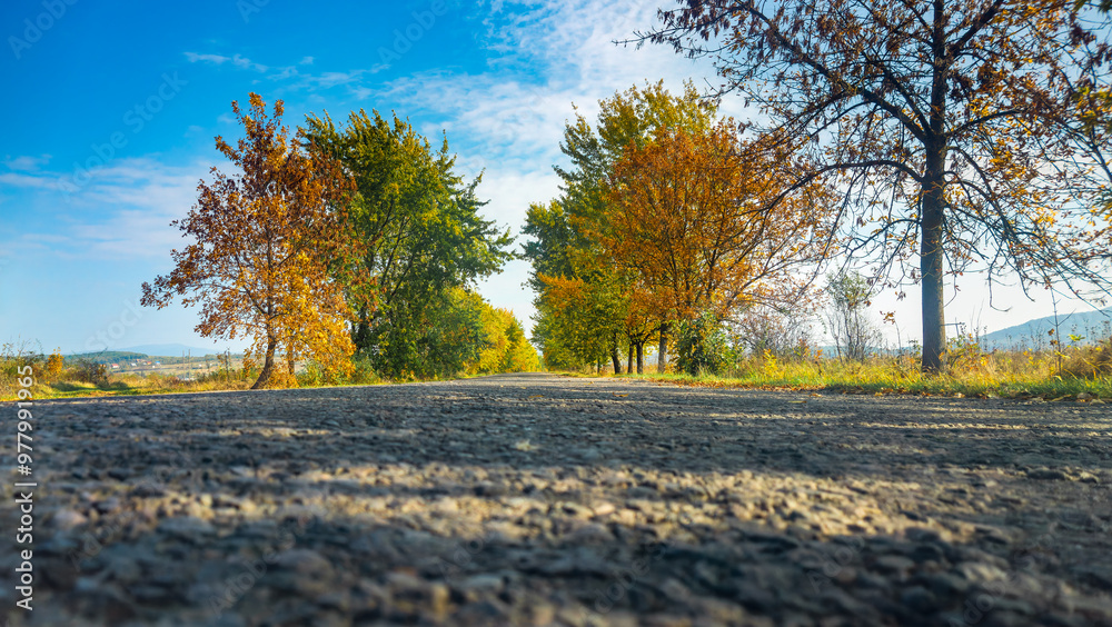 Fototapeta premium Autumn asphalt road goes into the distance between trees. Green, yellow, orange and blue colors. Sunny weather and no one around. Low angle. Pebbles and asphalt structure are visible.