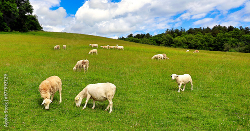 Sheep grazing in a meadow in western North Carolina