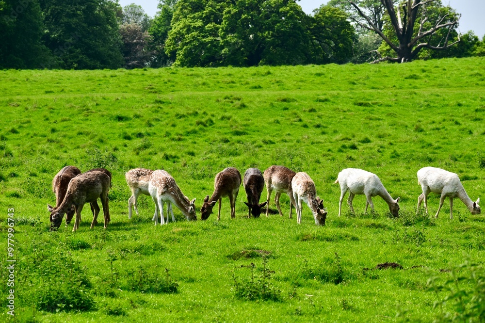 Obraz premium A heard of young brown, beige, and white fallow deer grazing in a green field in spring, Wellesbourne, Warwick, West Midlands, England, UK