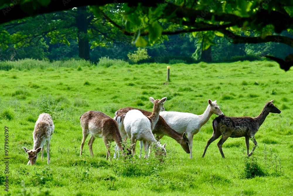 A heard of young brown, beige, and white fallow deer grazing in a green field in spring seen from under a three branch, Wellesbourne, Warwick, West Midlands, England, UK A heard of young brown, beige, and white fallow deer grazing in a green field in spring seen from under a three branch, Wellesbourne, Warwick, West Midlands, England, UK