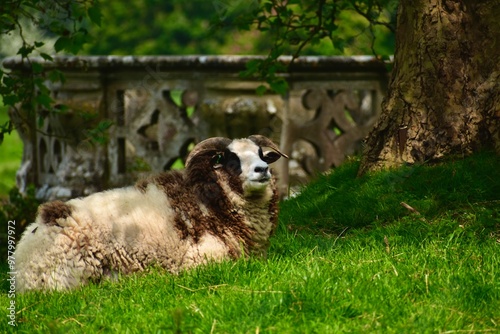 A bicolour ram lying on the green grass under a tree by a stone fence in spring, Wellesbourne, Warwick, West Midlands, England, UK photo