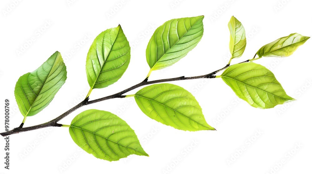 green leaves isolated on white background green leaves isolated on white background