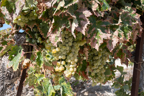 Harvest on famous sherry wines grape vineyards in Andalusia, Spain, sweet pedro ximenez or muscat, or palomino grapes, used for production of jerez, sherry sweet and dry wines photo