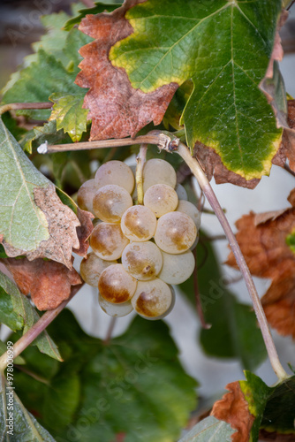 Harvest on famous sherry wines grape vineyards in Andalusia, Spain, sweet pedro ximenez or muscat, or palomino grapes, used for production of jerez, sherry sweet and dry wines photo