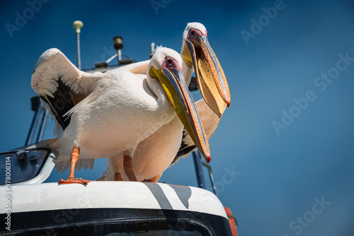 A Photo of  Two Fierce Looking Pelicans