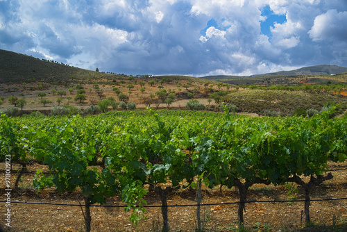 Vineyard in Granada