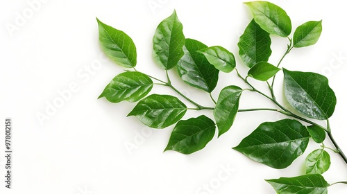 green leaves isolated on white background