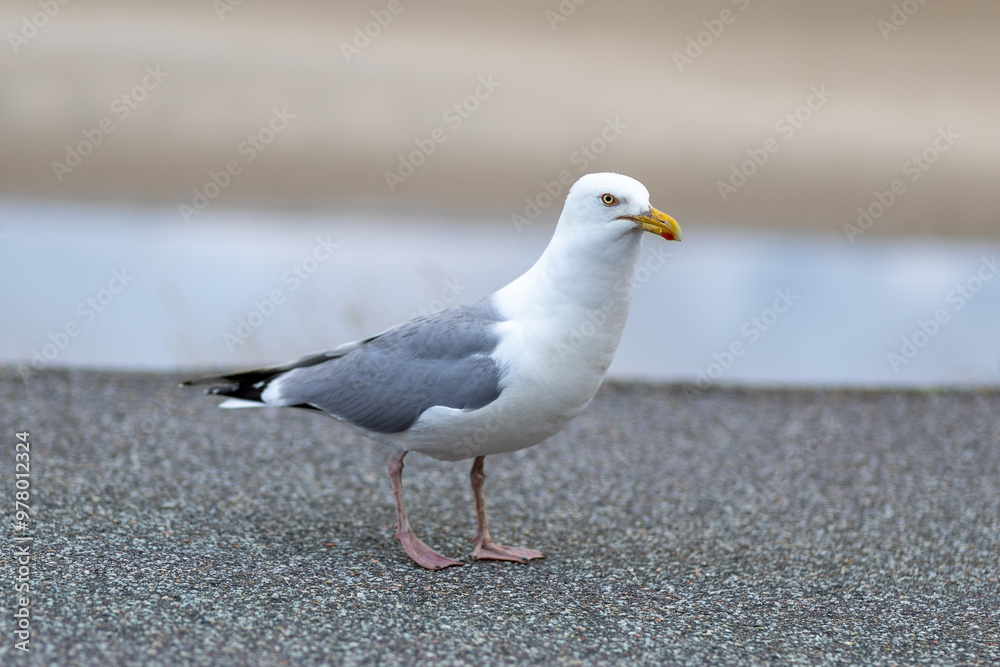A seagull standing on a coastal pathway near the beach during the early morning hours A seagull standing on a coastal pathway near the beach during the early morning hours