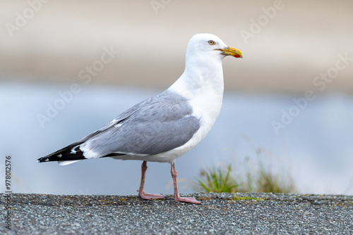 A seagull standing on a rocky shore near calm waters during daylight, showcasing its distinctive features and behavior