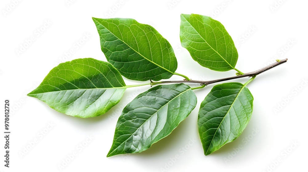 Obraz premium green leaves isolated on white background