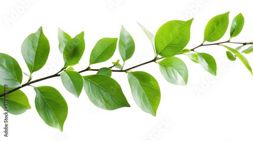 Leaves