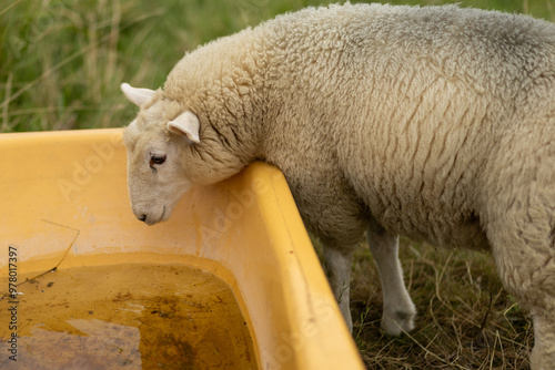 A curious sheep drinking water from an old trough on a sunny day in a green pasture