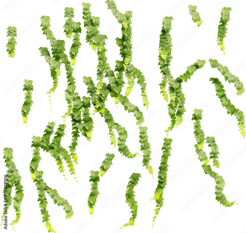 Front view of climbing Ivy plant - Hedere Helix Front view of climbing Ivy plant - Hedere Helix