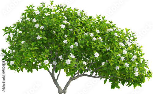 Side view of Gardenia jasminoides Tree - Jasmine photo