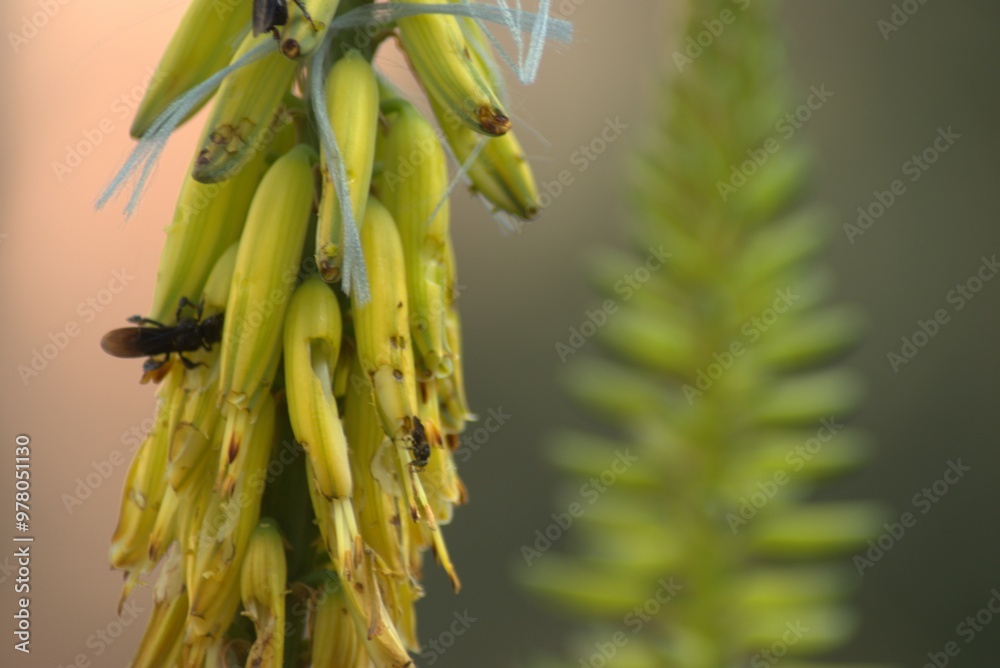 banana, fruta, alimento, amarilla, banana, manojo, salubre, aislada, tropical, fresco, madura, blanco, dieta, salud, organica, bombones, aperitivo, nutrición, nativo, verde, naturaleza, vitamina, fres banana, fruta, alimento, amarilla, banana, manojo, salubre, aislada, tropical, fresco, madura, blanco, dieta, salud, organica, bombones, aperitivo, nutrición, nativo, verde, naturaleza, vitamina, fres