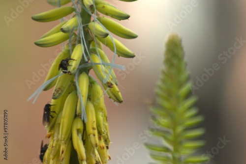 Fotografie Bee pollinating a yellow aloe flower