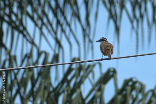 ave, animal, fauna, naturaleza, pico, cielo, alambrada, ave de presa, azores, aguilas, inhospitalario, emplumar, golondrinas, negro, azul, ave, depredador, emplumar, pandion haliaetus, árbol, alas, ce photo