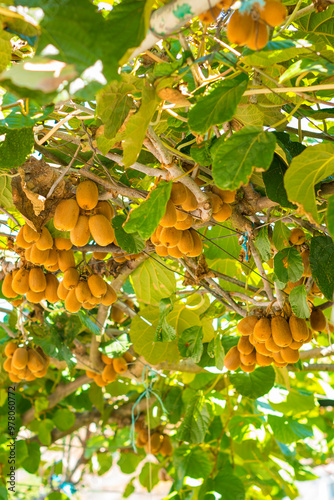 Kiwi tree with ripe juicy fruits