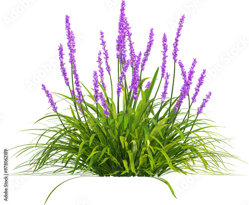Side view of Liriope Muscari plant with purple flower - Lily Turf photo