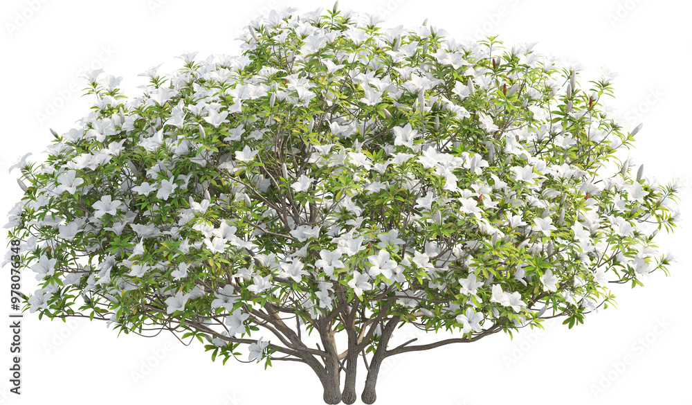 Side view of Rhododendron Pulchrum tree Side view of Rhododendron Pulchrum tree