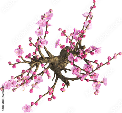 Top view of Japanese Plum Bonsai Tree	