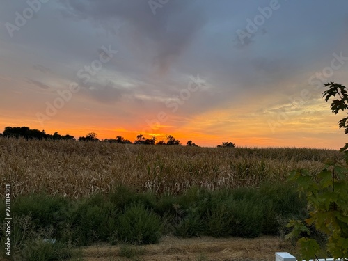 Wallpaper Mural sunset over corn field  Torontodigital.ca