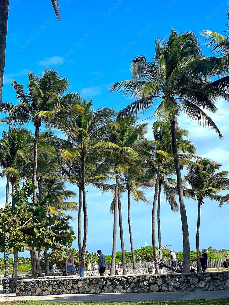Obraz premium beach with trees