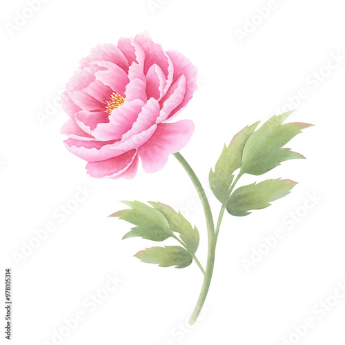 Pink peony flower with leaves on isolated background. Hand drawn watercolor botanical illustration. Clipart for design, cards, invitations, congratulations, packaging, printing, advertising.