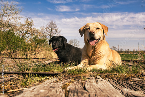 labrador