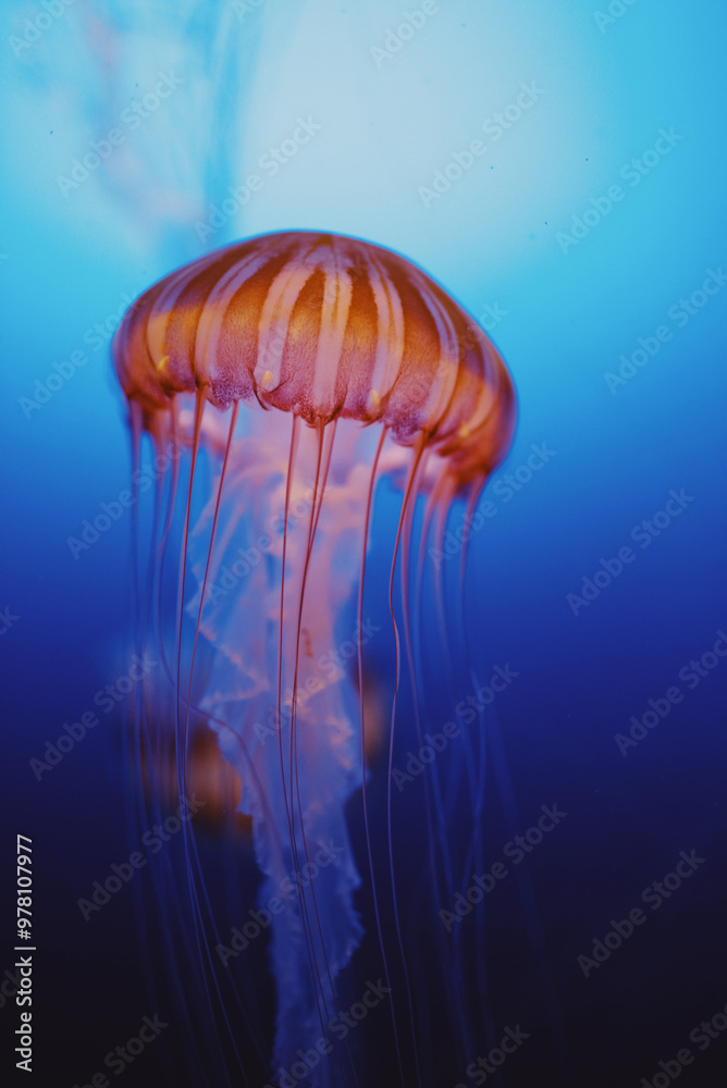 jelly fish in the water jelly fish in the water