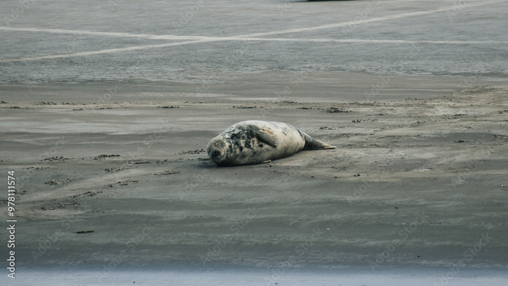 Fototapeta premium sea lion on the beach