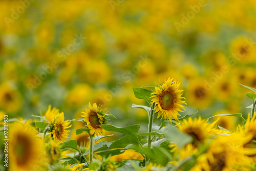 Sunflower field, Helianthus, field on a late summer afternoon  photo