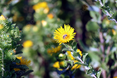 Yellow curly cup gumweed bloom with honeybee pollenating photo