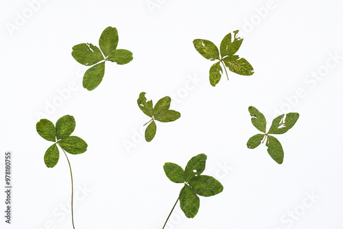Collection of pressed four leaf clovers.
