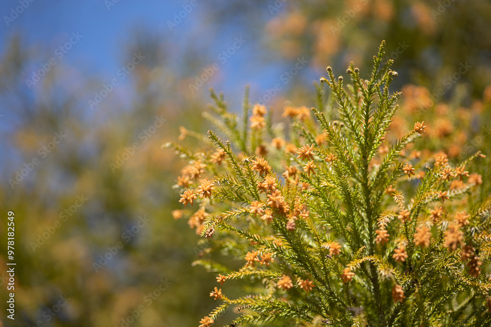 スギ花粉を生み出す杉の花