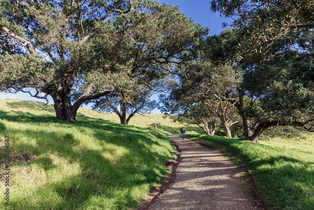 Obraz premium Country foot path and pohutukawa grove on Mangere Mountain, Auckland, Auckland, New Zealand.