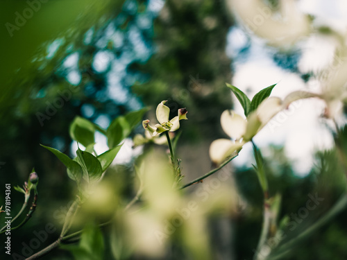 Spring flowers in the garden #978194361