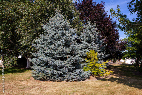 fir tree in Sauvie Island farm near Portland, Oregon photo
