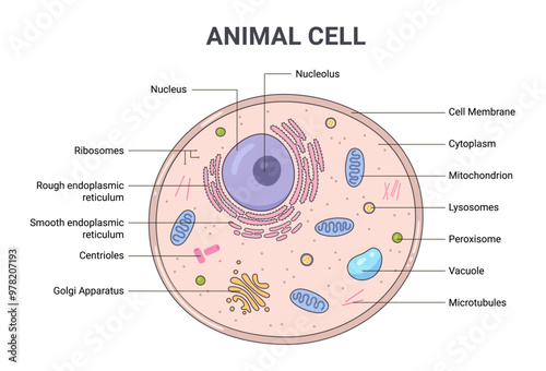 Vector illustration of the Animal cell anatomy structure. Educational infographic	
