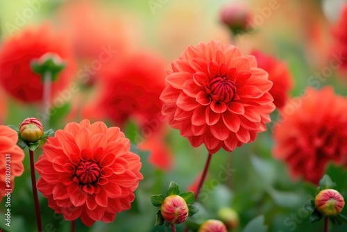 Vibrant red dahlia flowers in full bloom create a stunning display in the garden showcasing their beauty and striking color