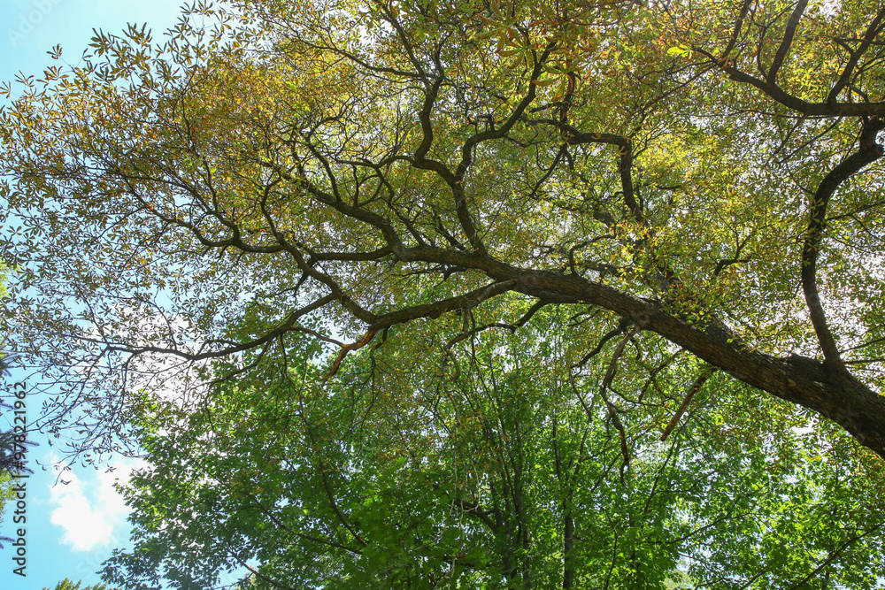 Obraz premium Branches of beautiful trees with green leaves outdoors, bottom view